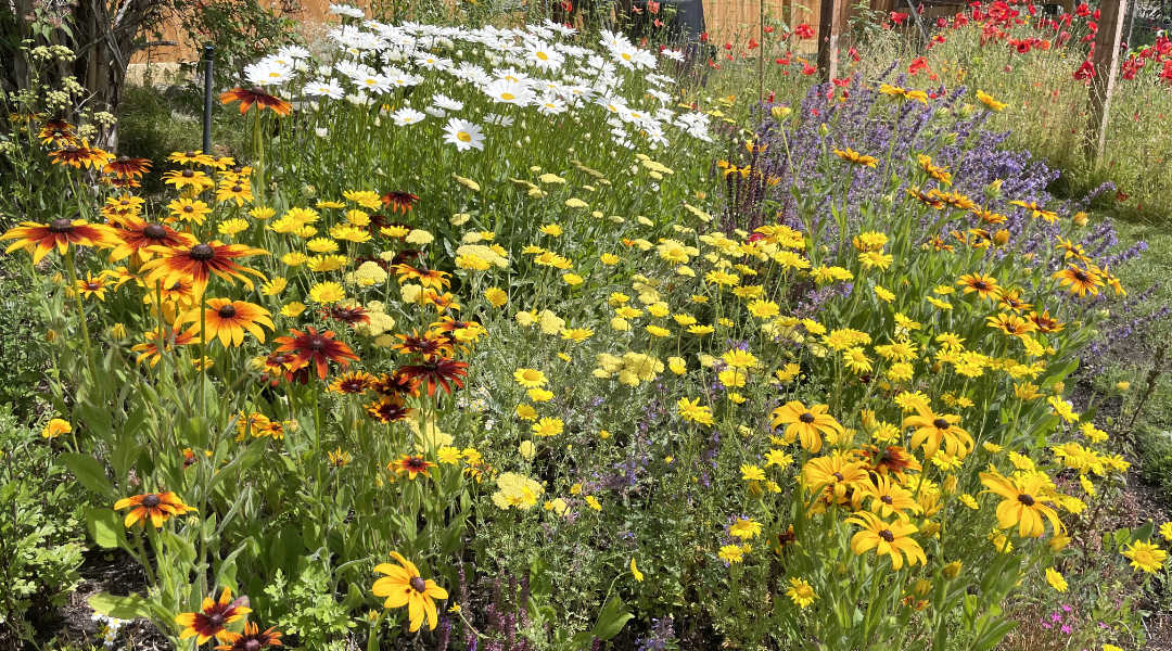 Judie Steeve's pollinator paradise