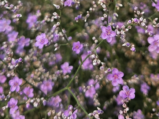 Limonium latifolium, Sea lavender- close-up