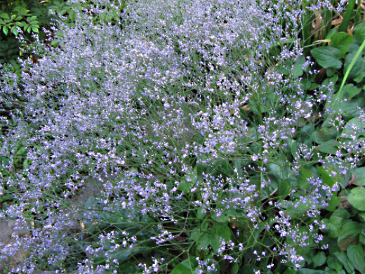 Limonium latifolium- OXA plant of the month for August