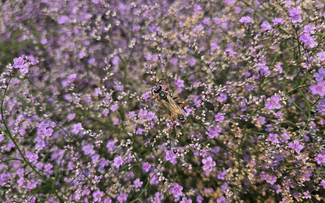 Limonium latifolium- OXA plant of the month for August 2026