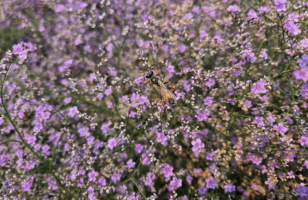 Limonium latifolium - Sea Lavender, xeriscape plant of the month for august