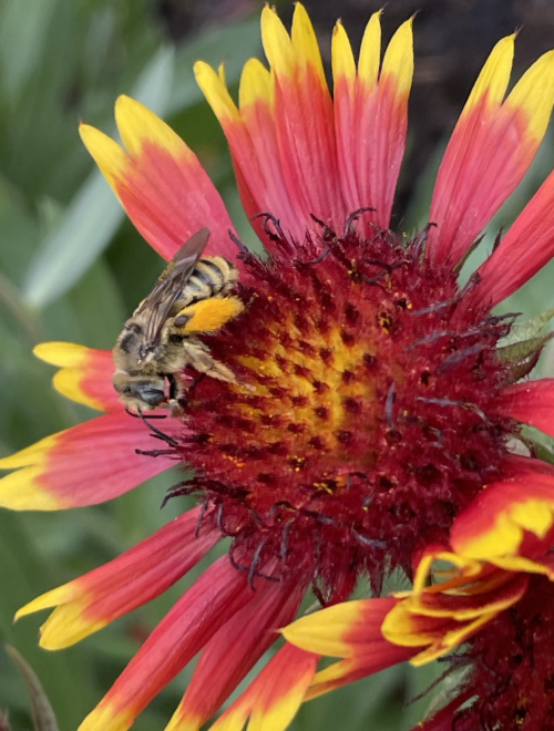 Pollinator bee on Gaillardia flower