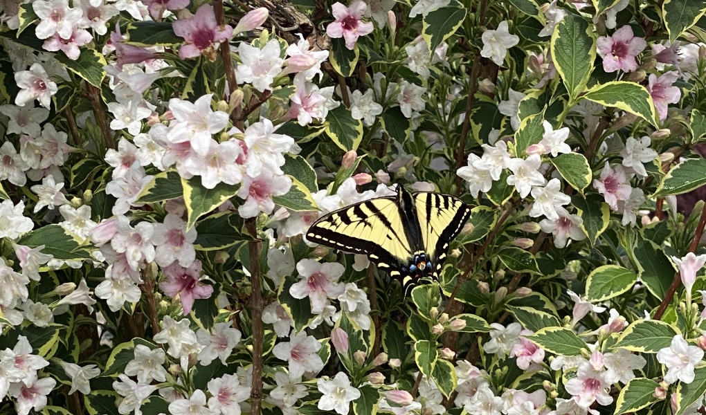 Pollinator Swallowtail butterfly oon Weigela