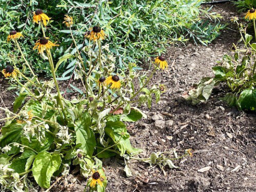 Heat stressed Rudbeckia
