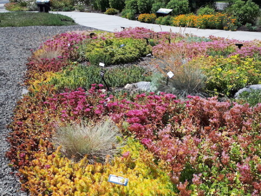 Heat stressed sedum in the UnH2O garden
