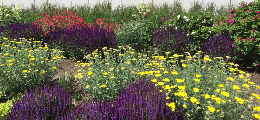 plants chosen by heat zone for the UnH2O garden