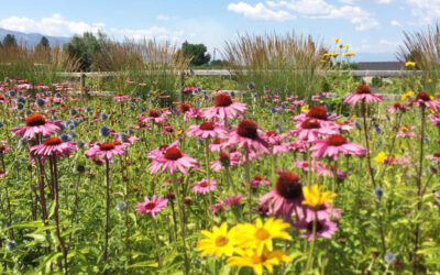Heat Zones for Plants: Why They Matter in Okanagan Gardens
