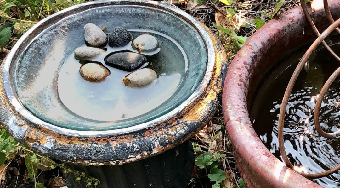 Pollinators drinking from water provided in an Okanagan garden