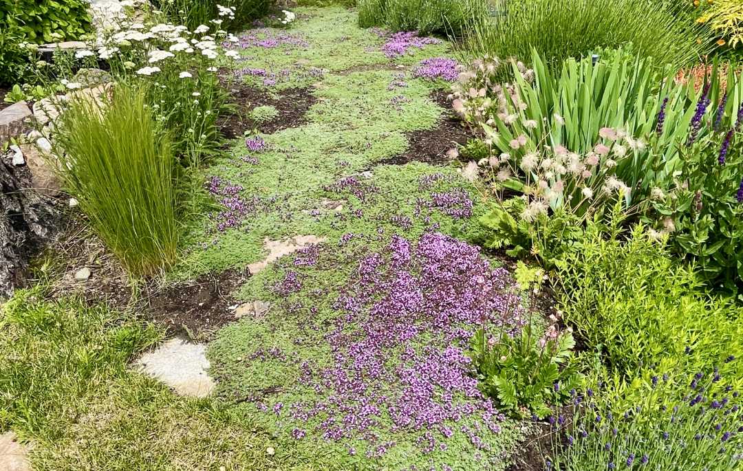 Wooly Thyme pathway to attract pollinators