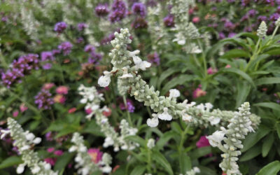 Salvia farinacea