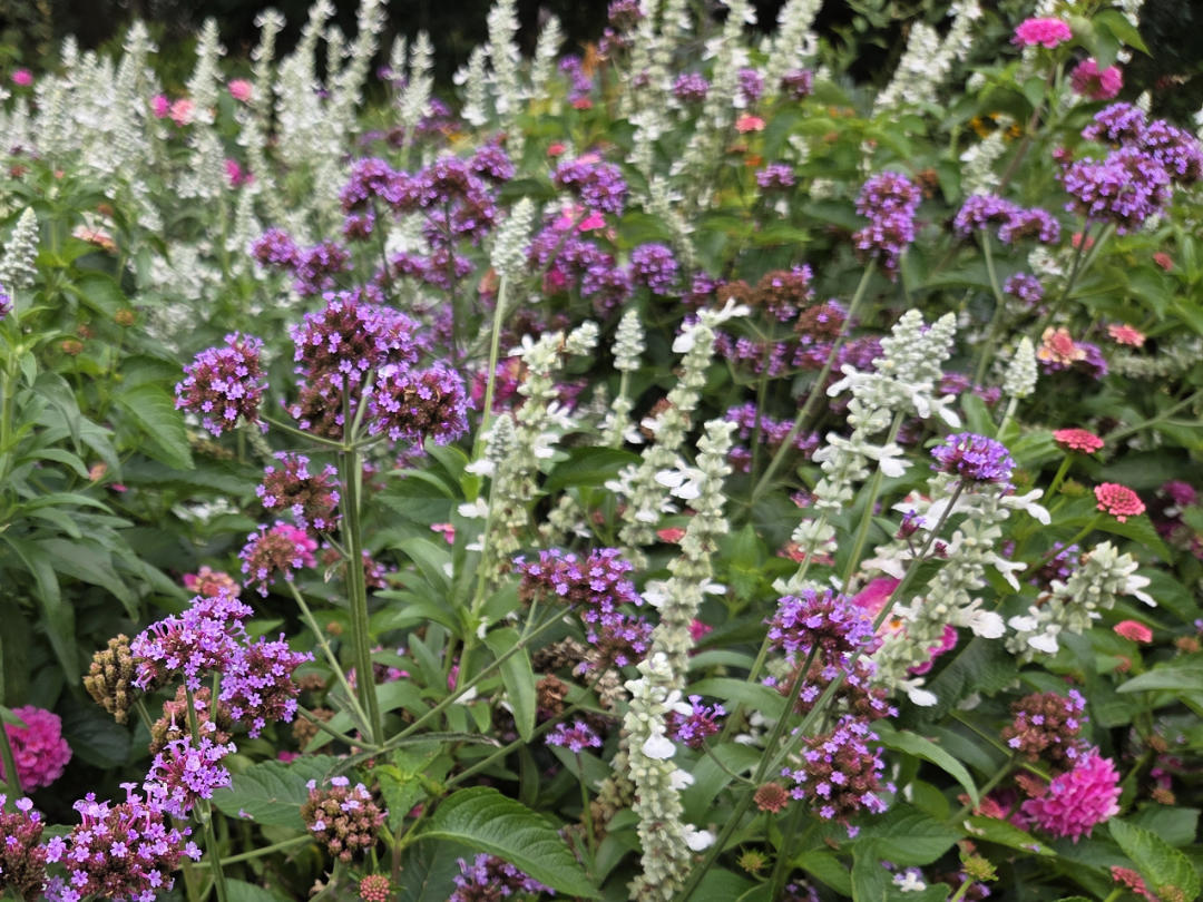Salvia farinacea 'Unplugged white'