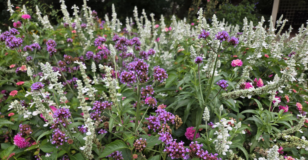 Salvia farinacea- OXA plant of the month for September