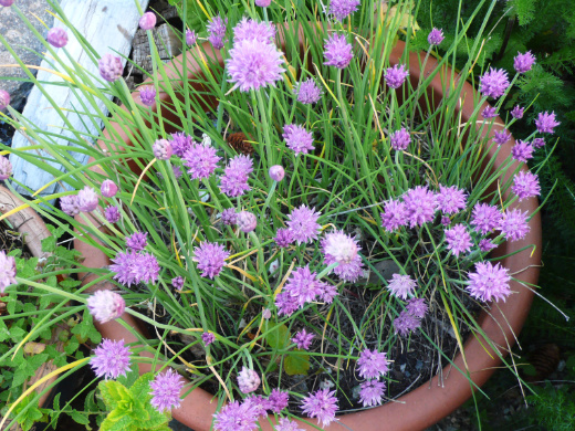 Chives and other alliums are toxic to dogs