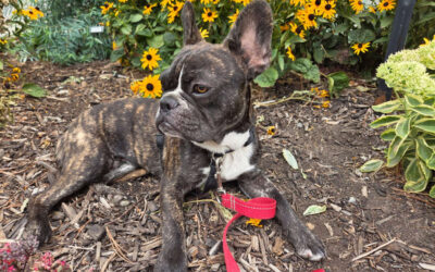 Xeriscape Plants Toxic to Dogs