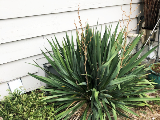 Yucca plants are toxic to dogs