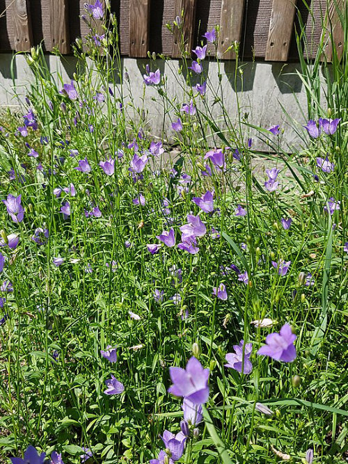 Campanula photo taken by Daniel Ballmer (wikipedia commons)