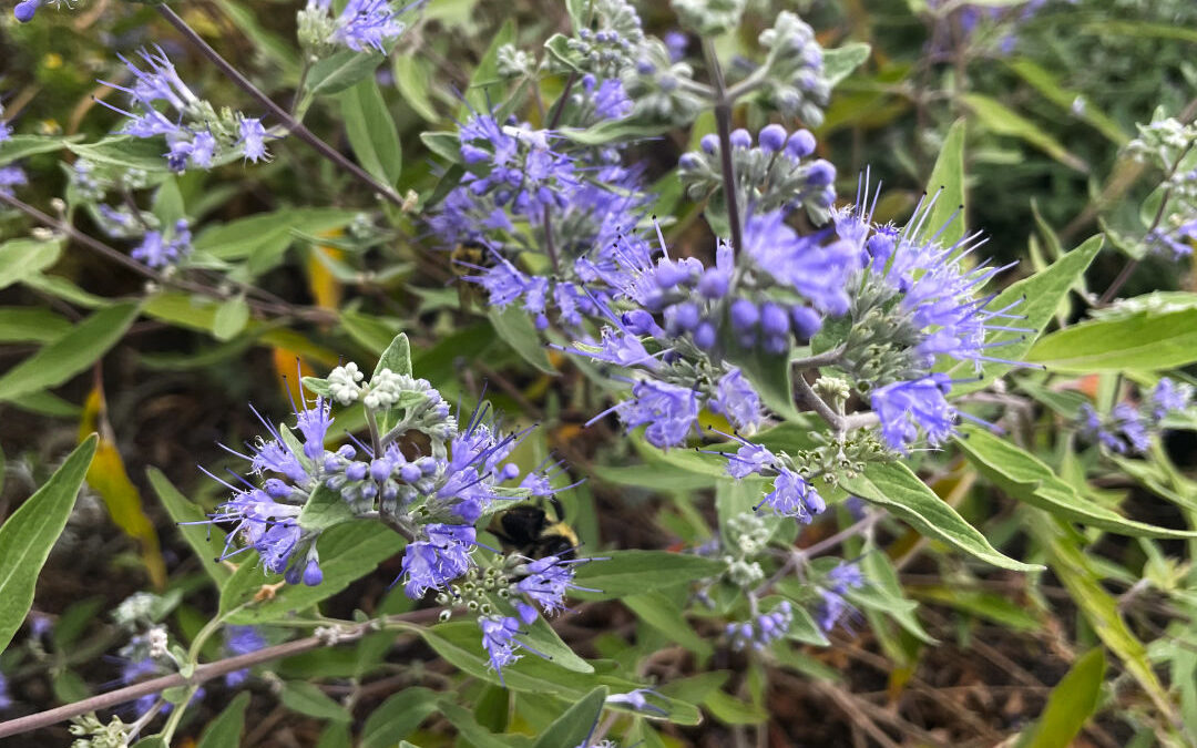 Caryopteris is OXA's xerixcape Plant of the Month for October