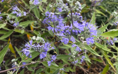 Caryopteris