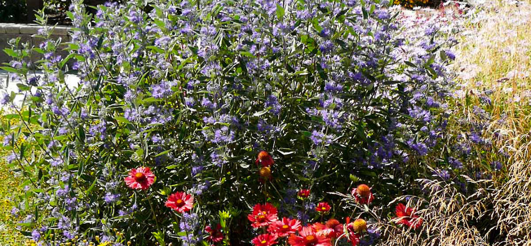 Caryopteris- Bluebeard- OXA xeriscape plant of the month for October
