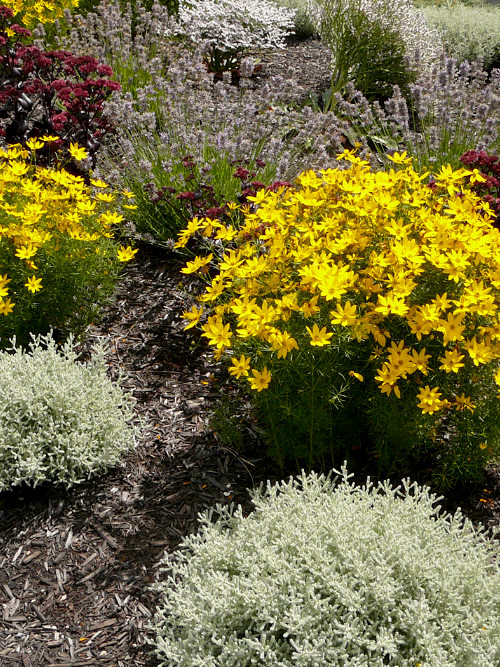 Coreopsis- tickseed- growing in the unH2O garden in Kelowna
