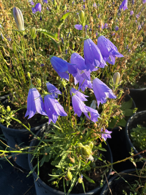 Common Harebell blooms well into Fall in the Okanagan