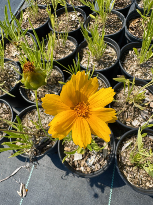 Lanceleaf Coreopsis blooming into fall
