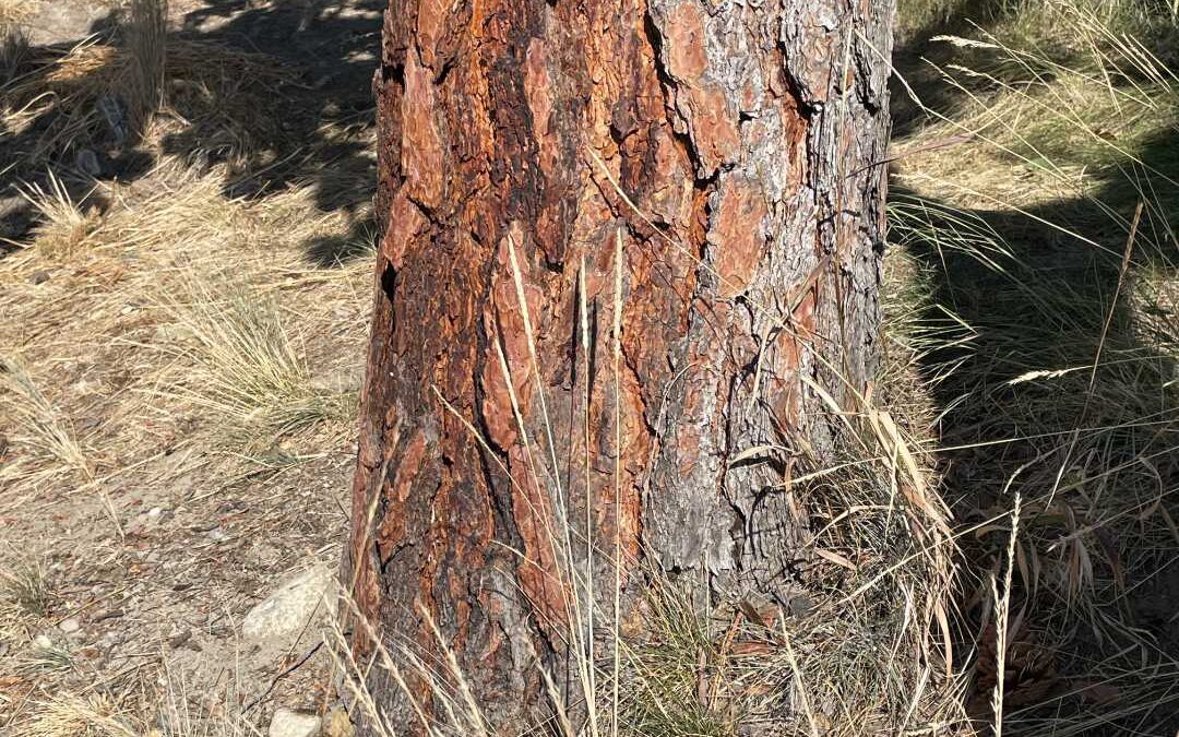 Bark from native tree Ponderosa Pine is designed to survive fire