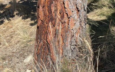 How Okanagan Native Plants Survive Fire