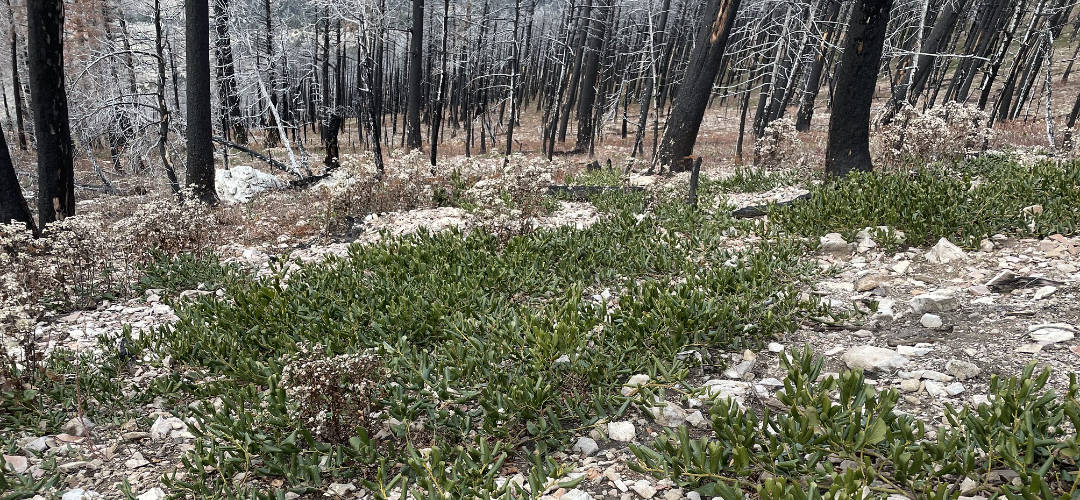 Ceanothus growing after a wildfire