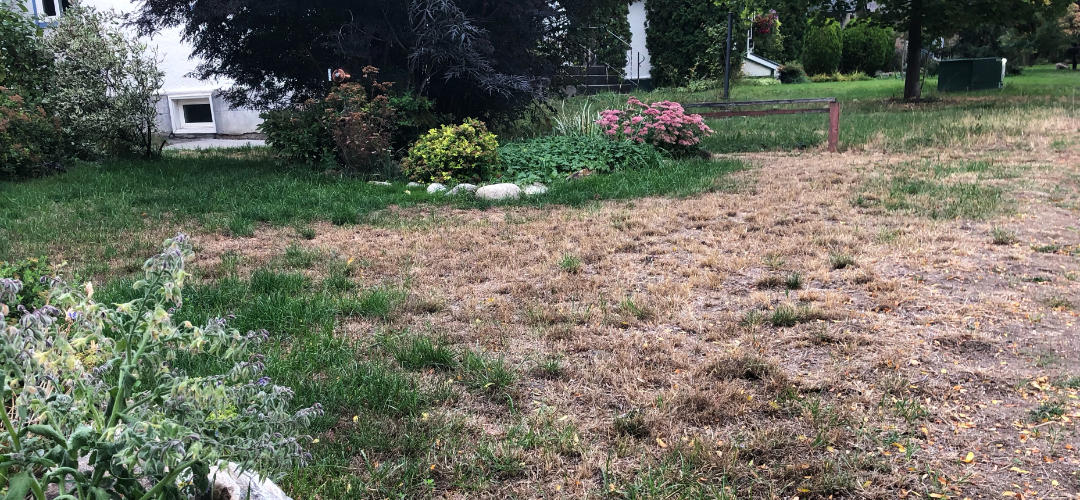 Let your lawns go when under Okanagan water restrictions