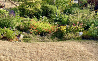 How to Save Your Plants During Okanagan Water Restrictions