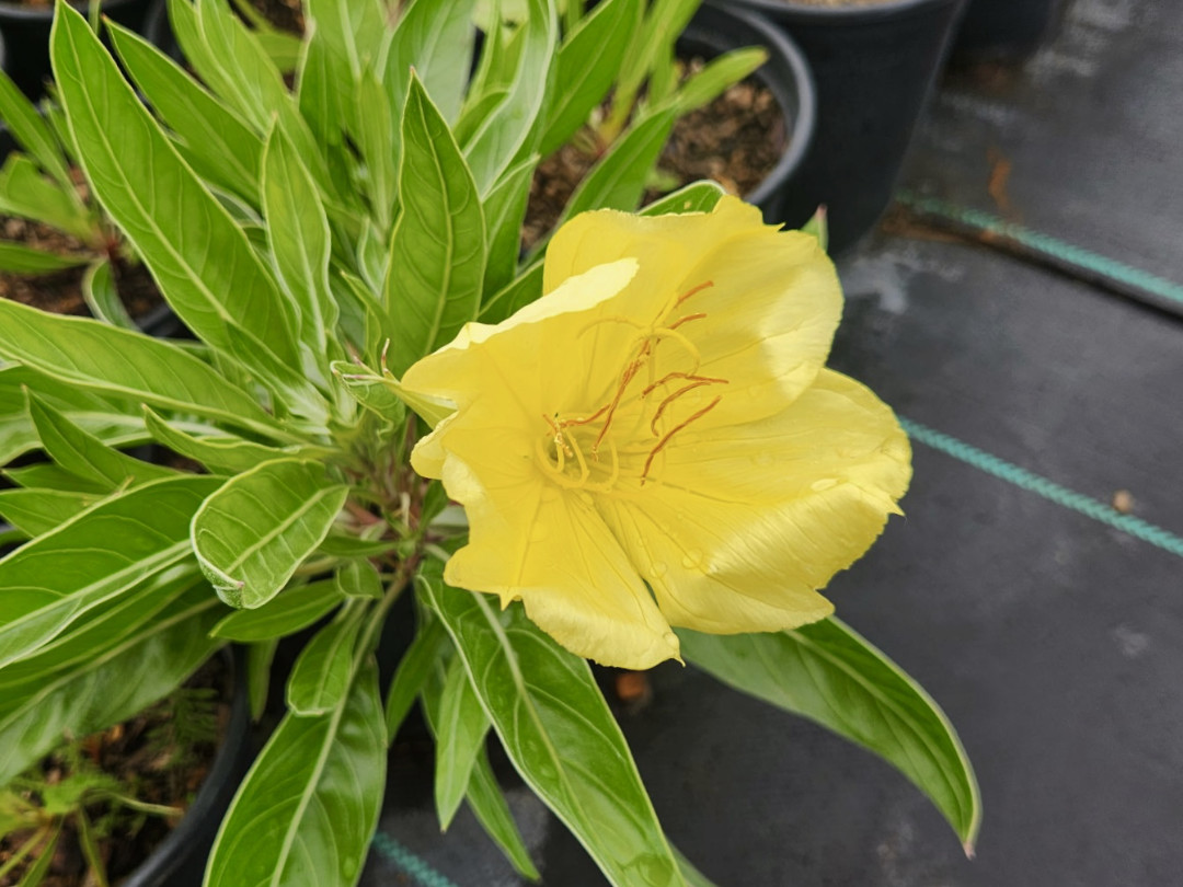 Close-up of Missouri Evening Primrose blooming in September