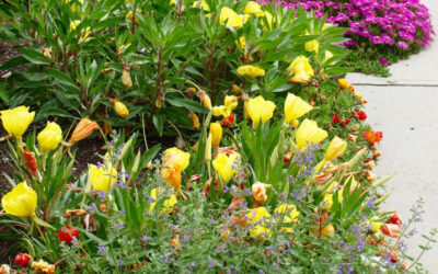 Okanagan Xeriscape Blooms Into Fall