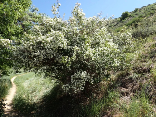 Mock Orange is an Okanagan native plant that survives fire