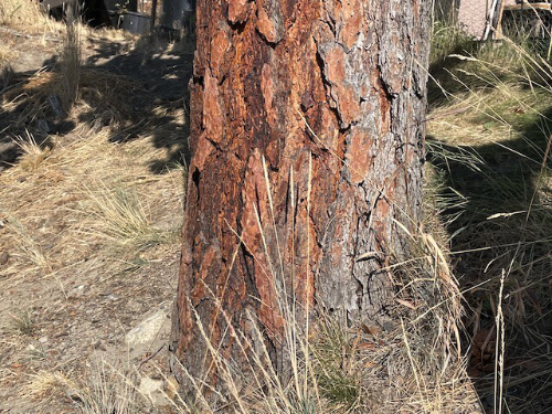 Ponderosa Pine bark is designed to withstand surface fire