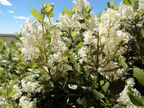 Snowbrush is an Okanagan native plant